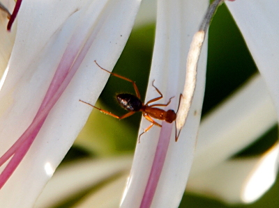 [The reddish brown ant has six legs and two long l-shaped antenna. The back section of its body is darker than the rest. It is crawling from one petal to another of the lily and is spanning the gap between the petals.]